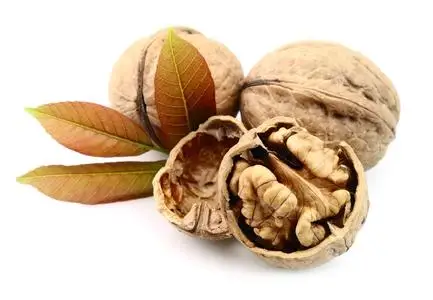 Горячая Продажа Лучшее качество Китайский орех и ядро грецкого ореха