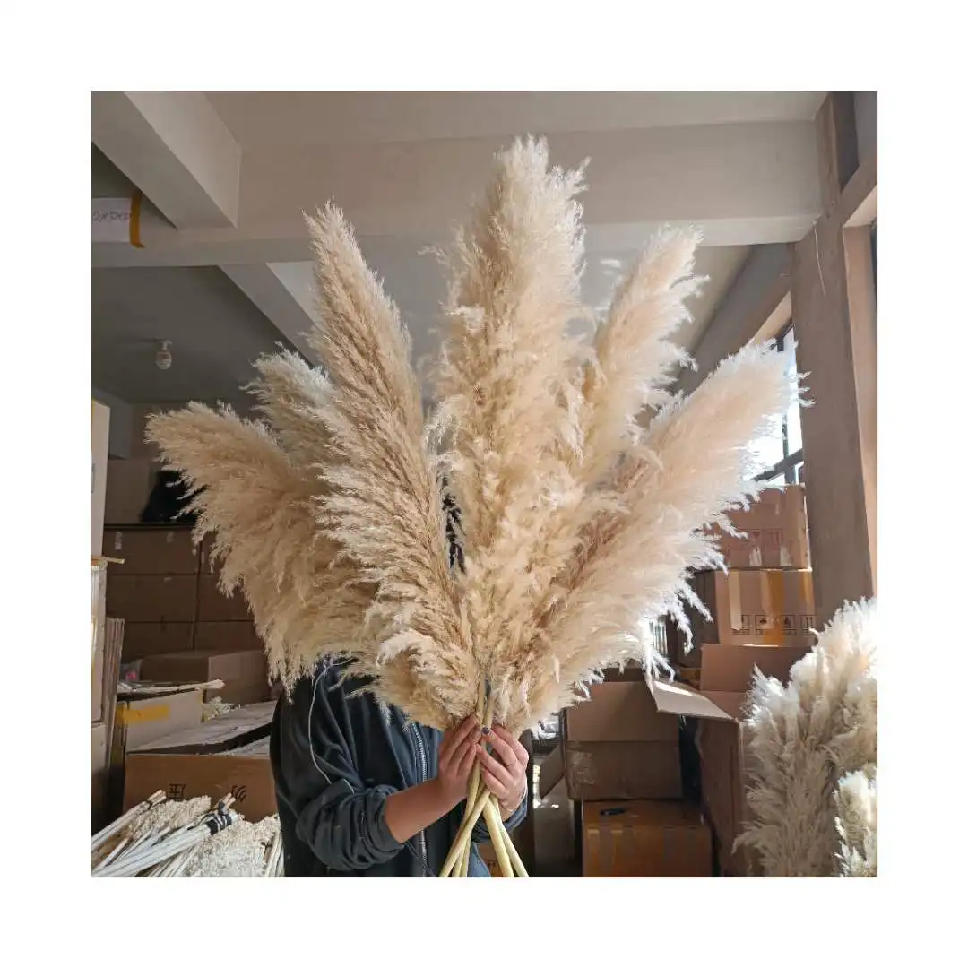 
2020 New Hot Selling High Quality Fluffy Soft Dried Pampas Grass For Christmas Decoration 