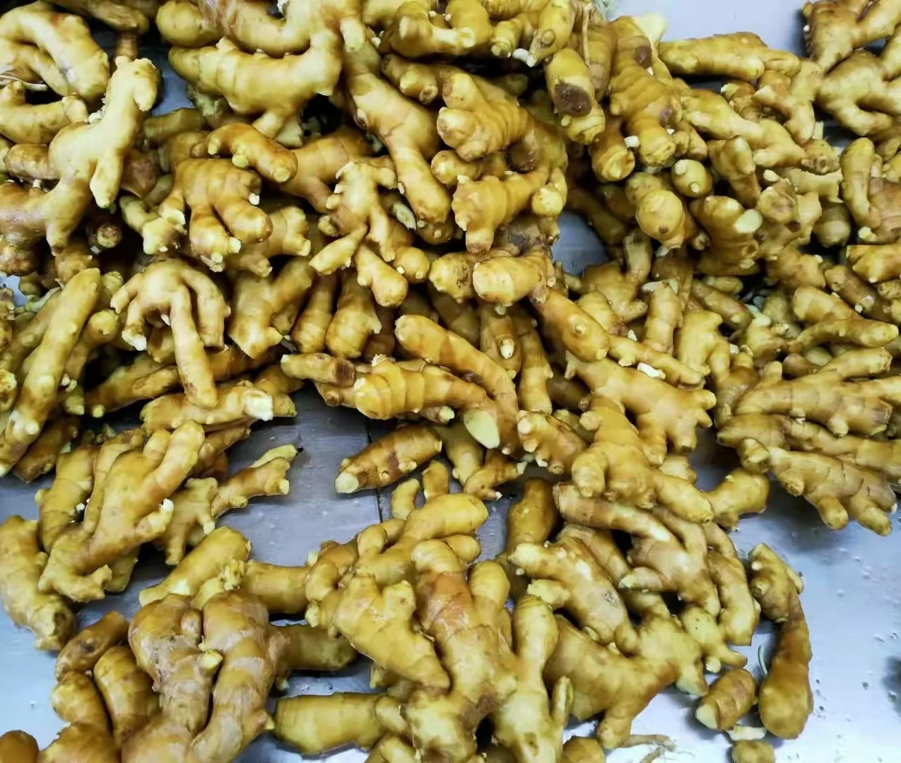 hot sale Chinese fresh ginger water washed fresh ginger factory price fresh ginger