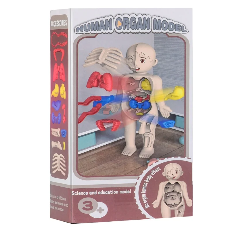 DIY plastic Anatomy of Organ model toys  Science and Education Human Organ Model  Teaching Medical Experiment Labs  toys
