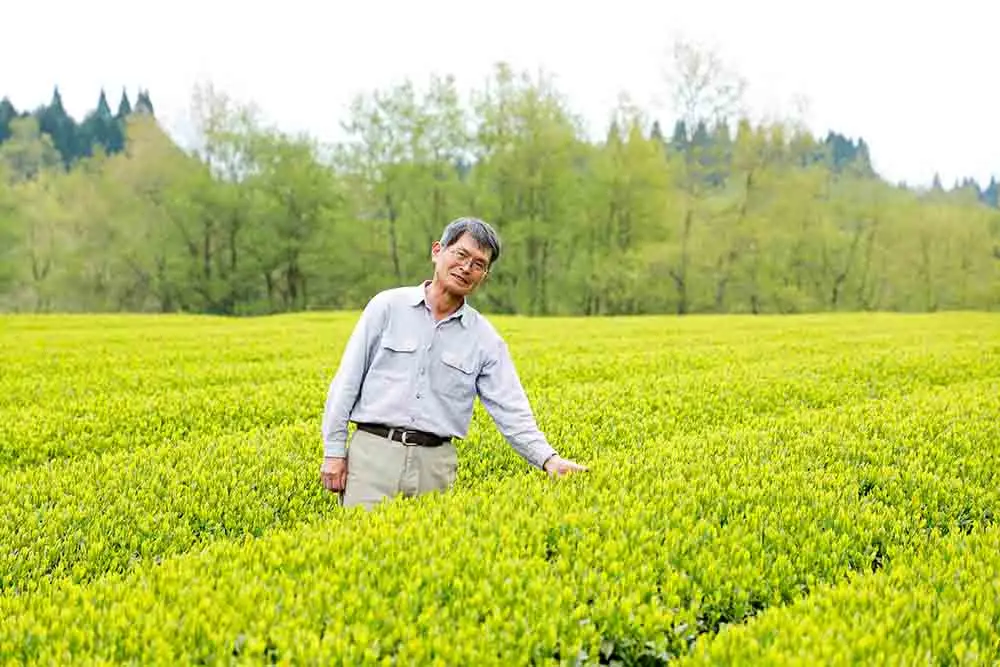 JAS/BIO certified bulk wholesale tea supplier growers in the production