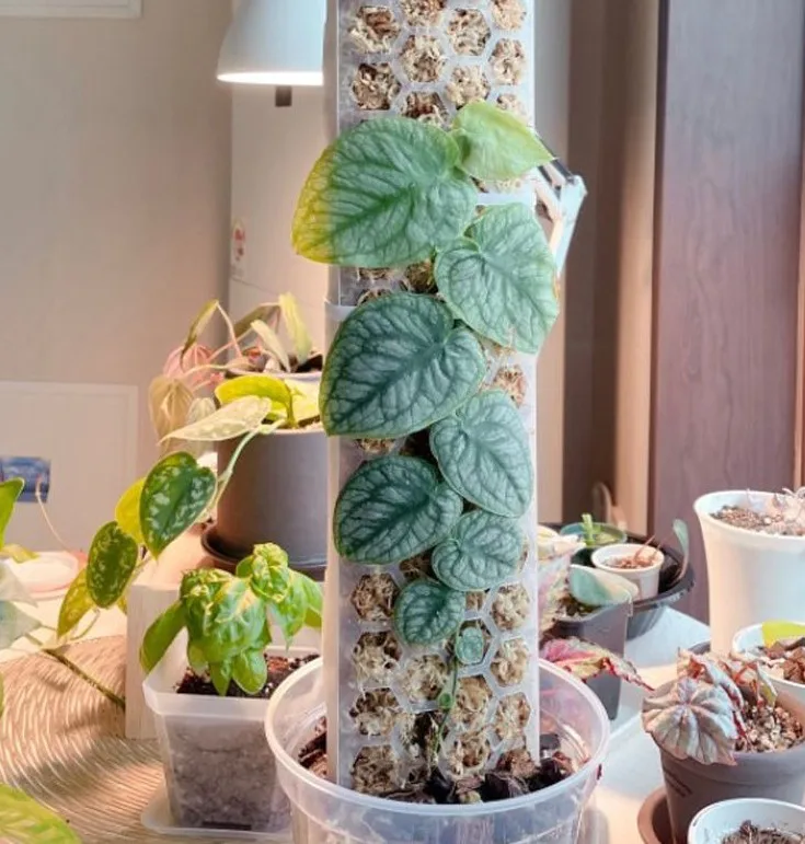 Plastic Moss Pole Indoor Plant Extension Poles for Climbing Plants support pole,