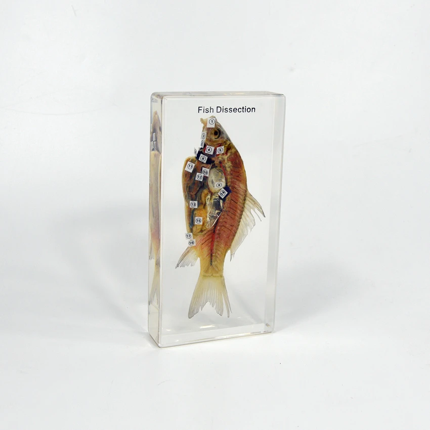 Anatomy Animal Clear Plastic Education Model Fish Dissection Resin Specimen Paperweight for School Teaching