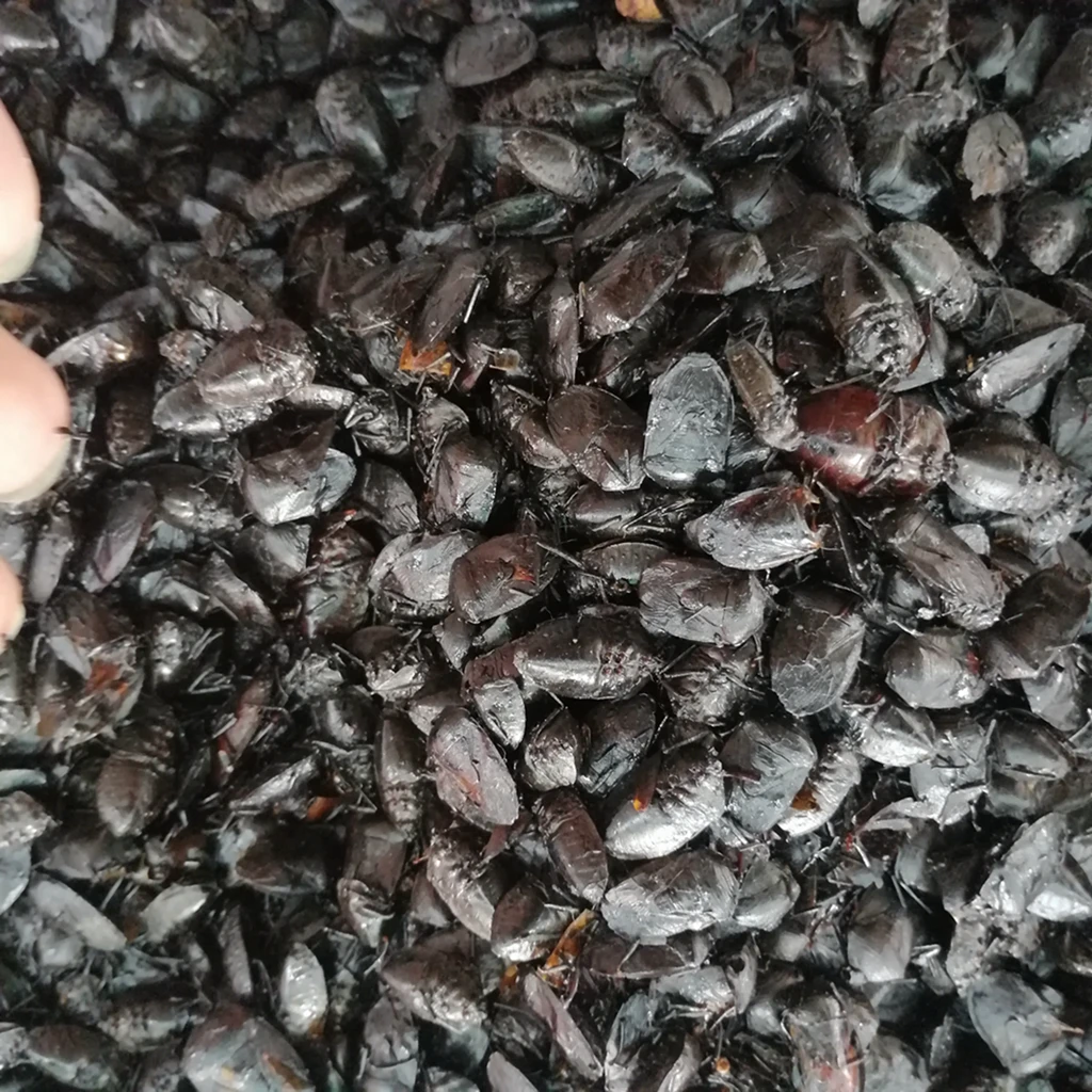 Jiu xiang chong natural aspongopus insect herbal medicine dried Coridius chinensis whole body for sale