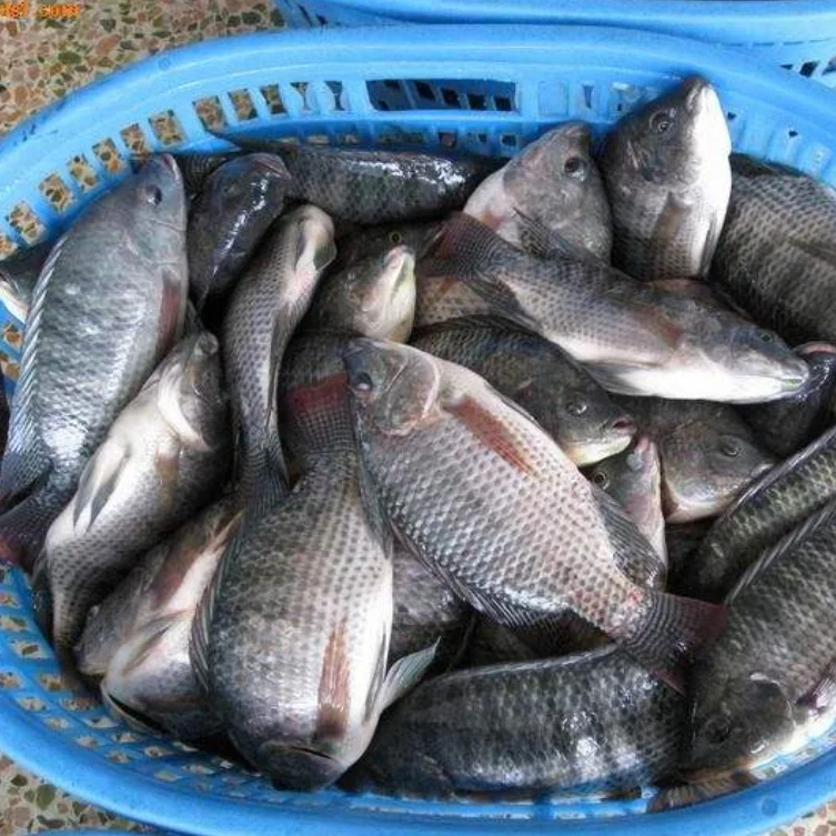 seafood wholesale top quality fresh frozen whole tilapia