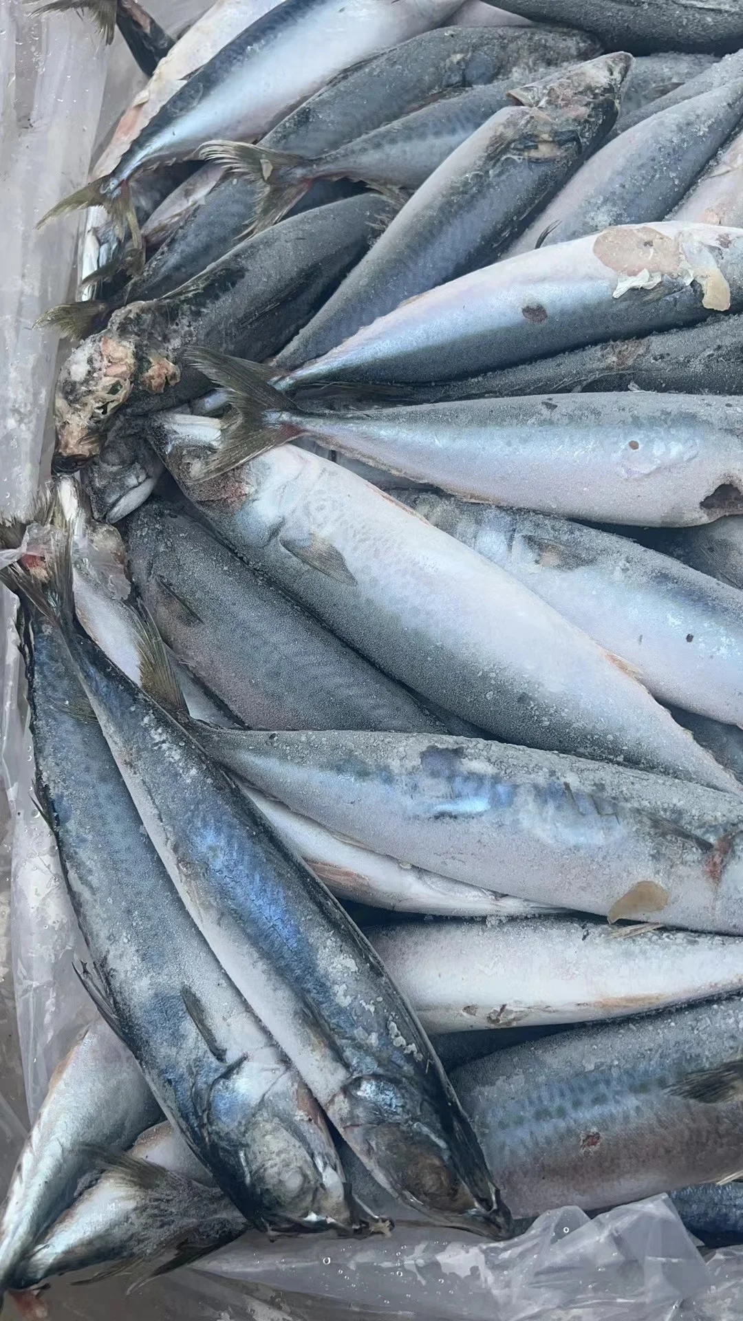 Wholesale  High Quality Seafrozen Pacific Mackerel BQF/IQF For Market