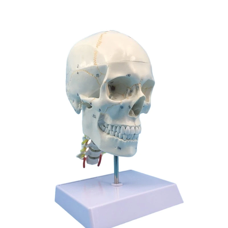 Natural large skull with bone sutures and cervical spine model medical simulation skull skull anatomical specimen