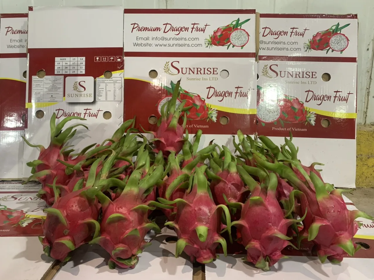 Vietnam Dragon Fruit Export To India Hong Kong Tropical Fresh Fruit 100% Maturity With Common  WHATSAP 0084 989 322 607