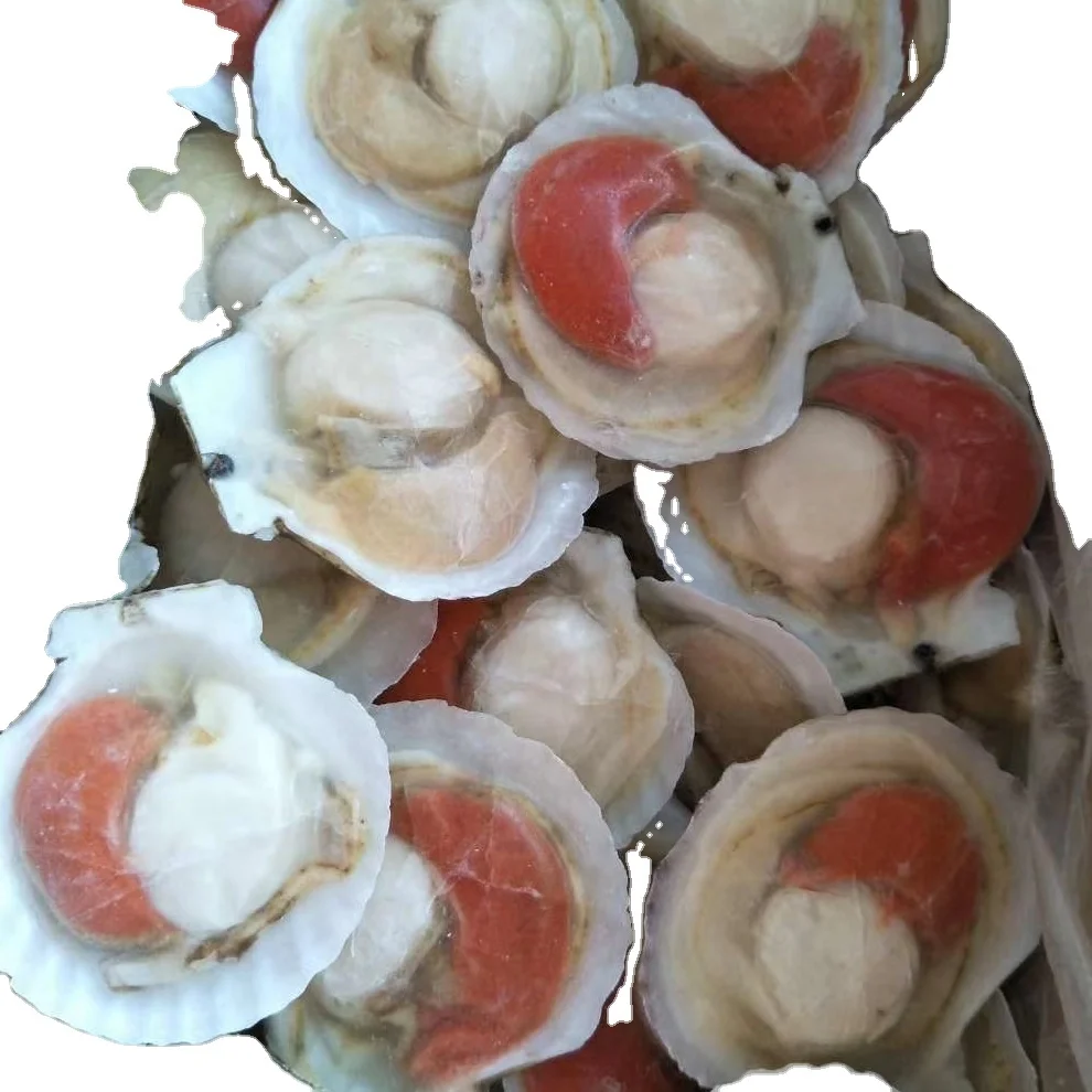 Wholesale Seafood Half Shell Scallop Frozen Sea Scallop