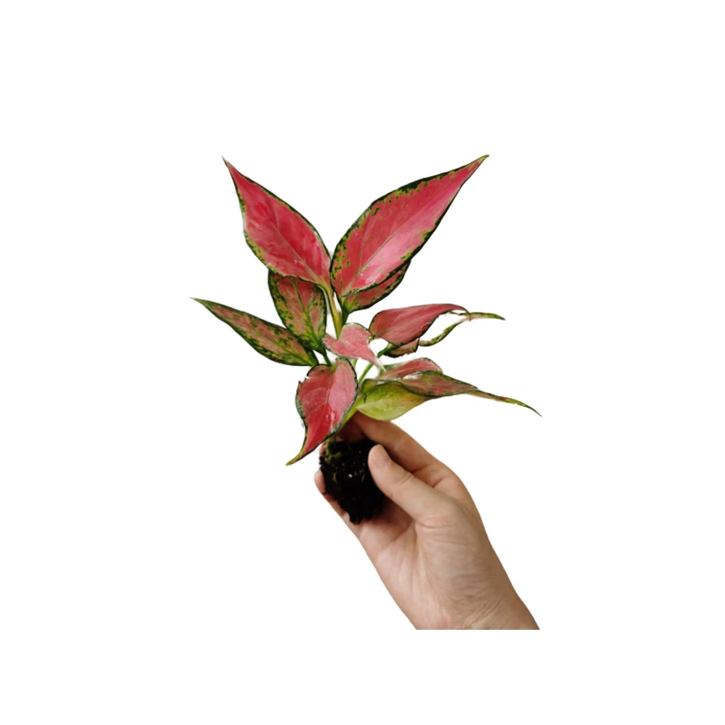  Подростковые растения украшение для дома натуральное растение aglaonema hongyan Geely красная