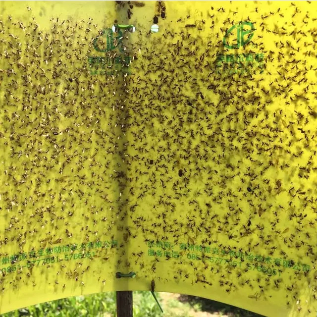 Effective pest glue board insect sticky trap aphids catcher whitefly control leafminer killer