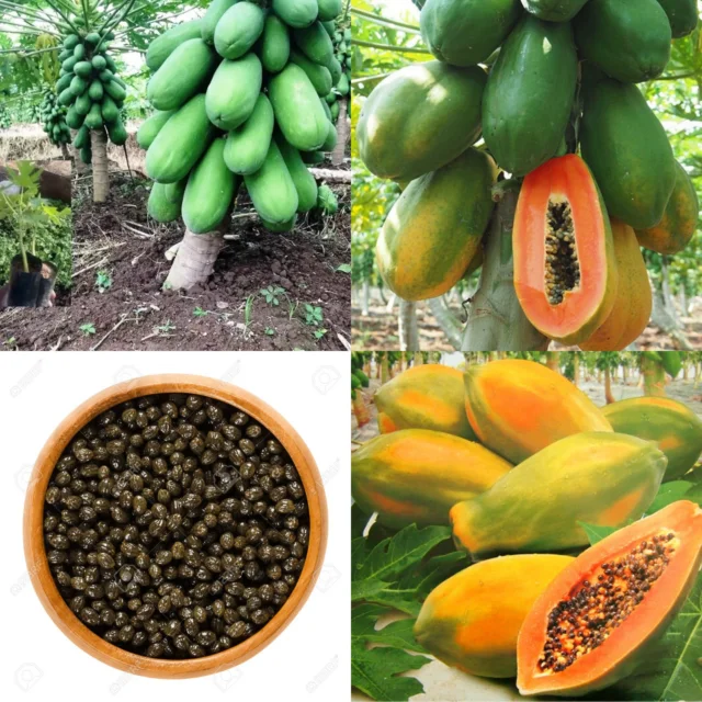 
Fresh Papaya Organic Green Papaya Best Quality & Fresh Fruit Papaya Famous Factory Supply Fruit Powder 