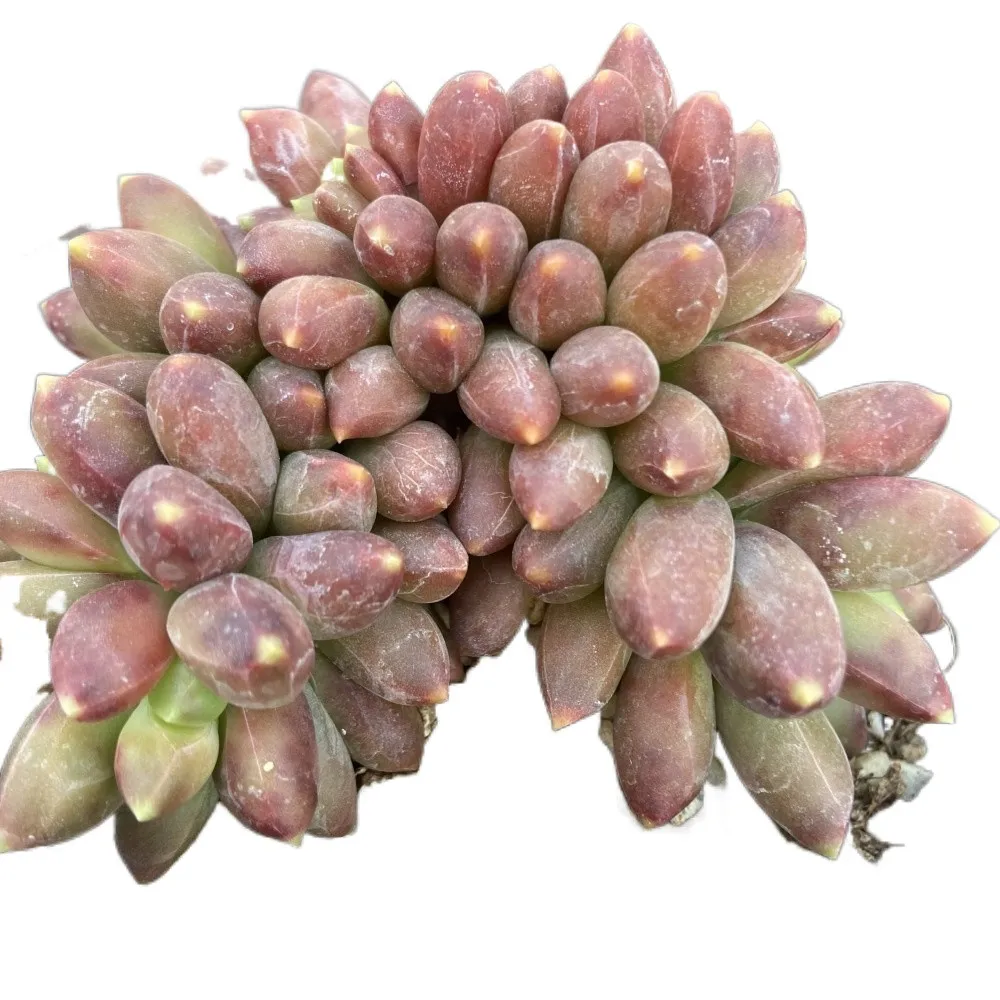 2021 New About10cm Purple Halo Living Plants Mini Succulent Plant for Ornamental Bonsai Plants