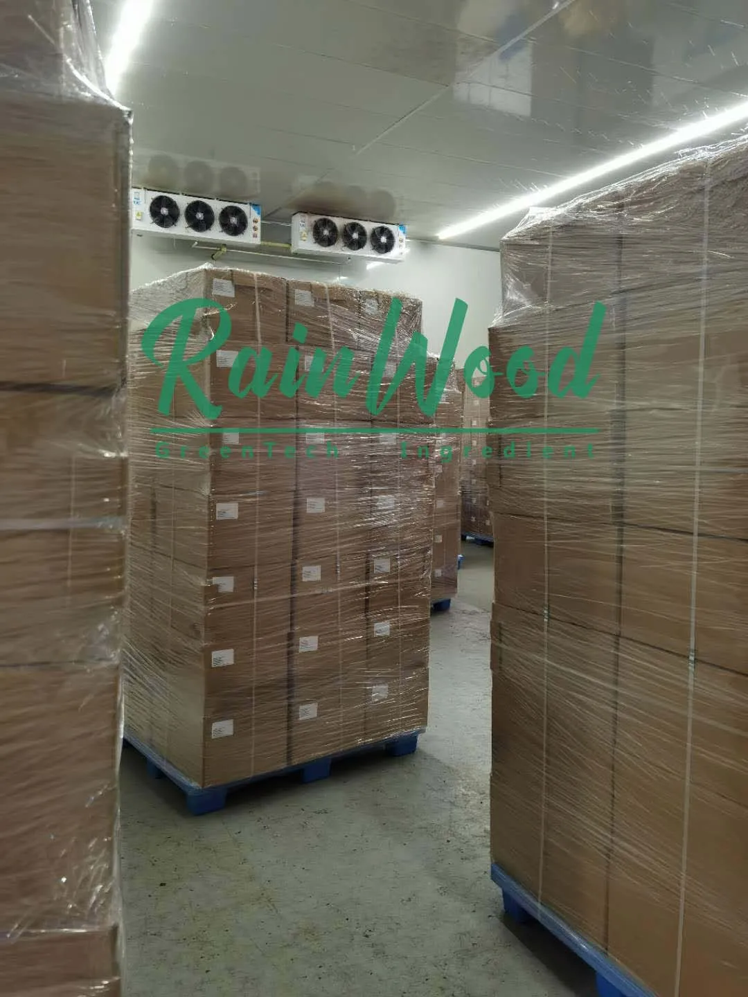Rainwood supply high quality natural green tea extract powder tea polyphenols Green Tea Extract