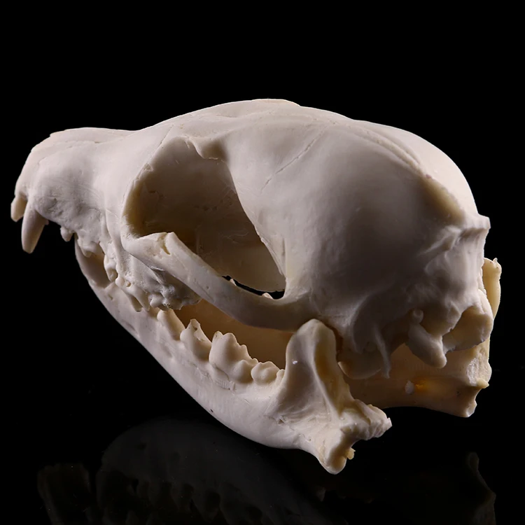 Halloween small resin animal  skull for decoration fox  simulation skull resin fox handicrafts