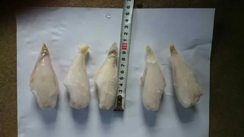 frozen leather jacket fish