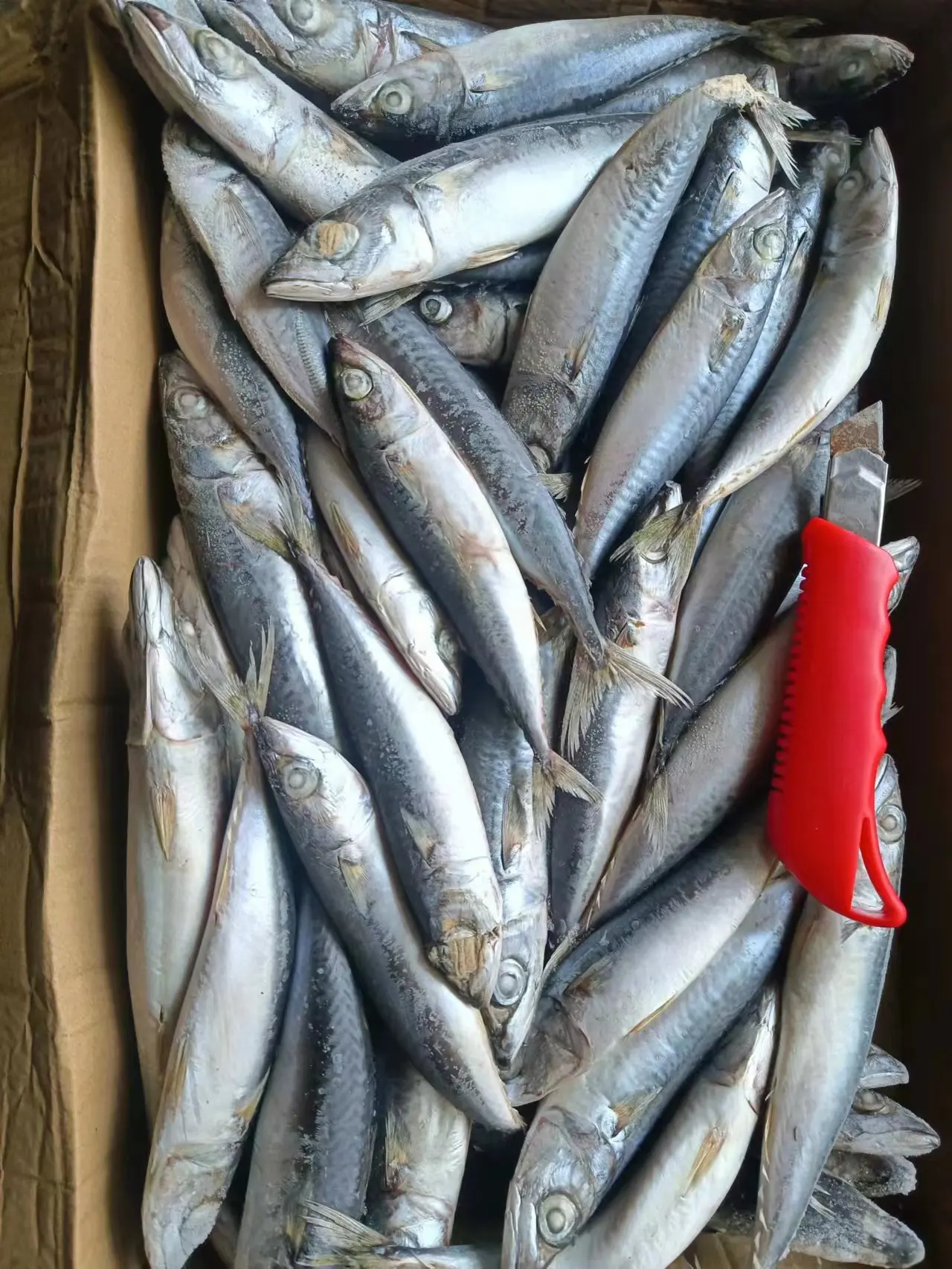 Wholesale  High Quality Seafrozen Pacific Mackerel BQF/IQF For Market