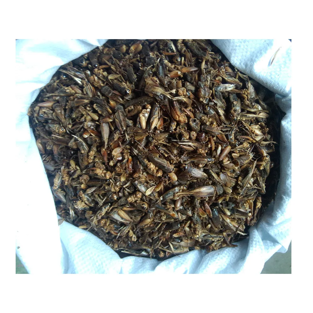 
factory private label natural high quality pet food Dried Crickets for reptiles fish bird food 