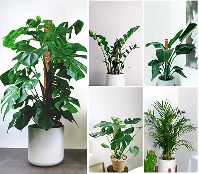 Hot Sale Professional Lower Price Sphagnum Plant Coir Moss Pole