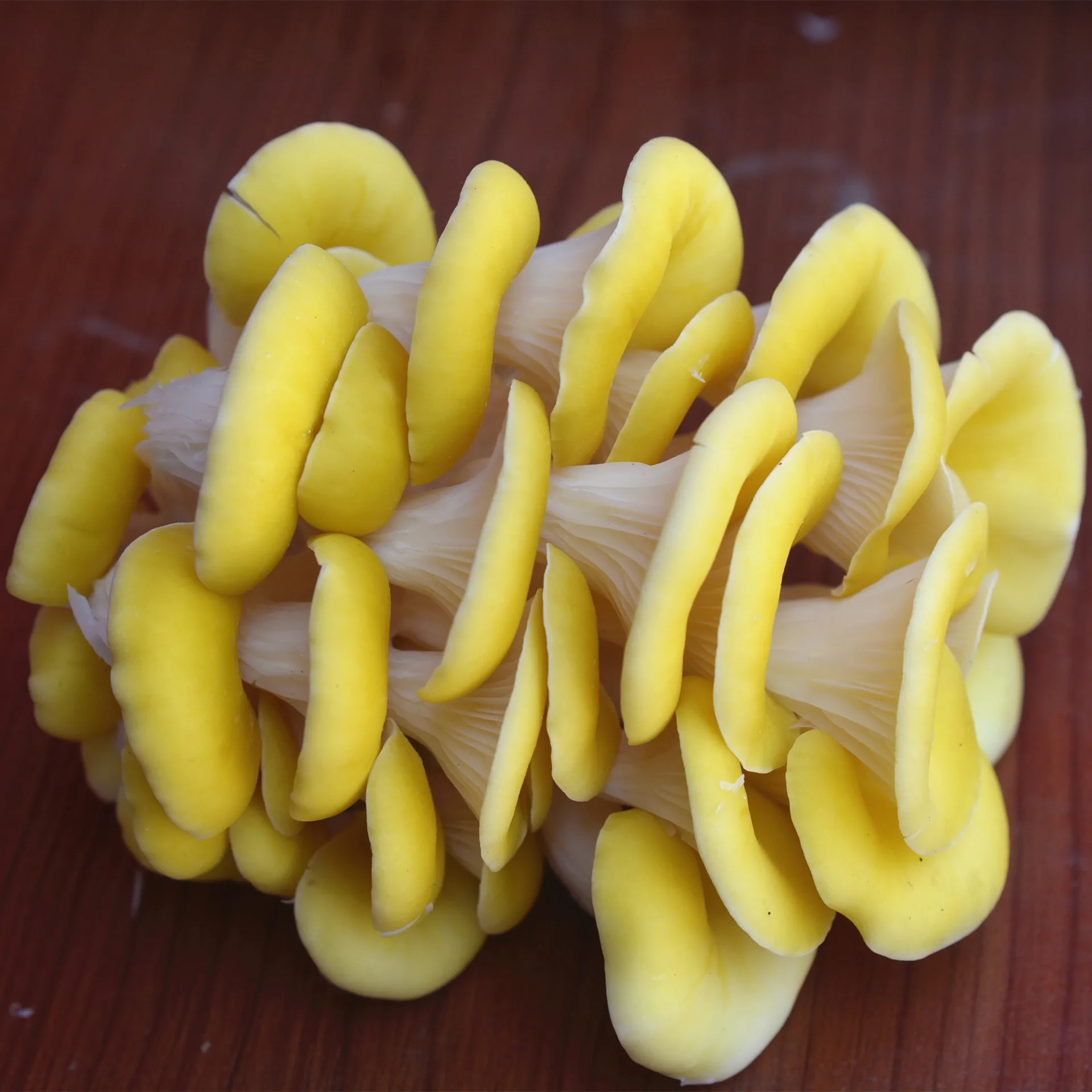 Dried Chanterelle Mushrooms