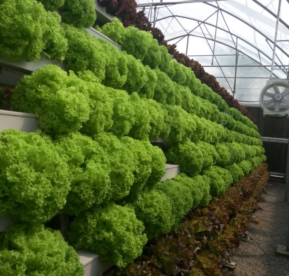 Hydroponic Fodder Shelf  for Greenhouse