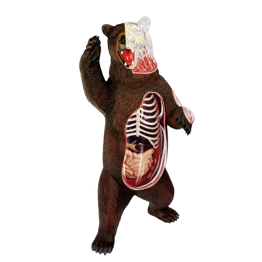 4D Master Educational STEM Biology Figure 4D Vision Wild Jungle Bear Animal Teaching Learning Anatomy Model Plastic Assembly