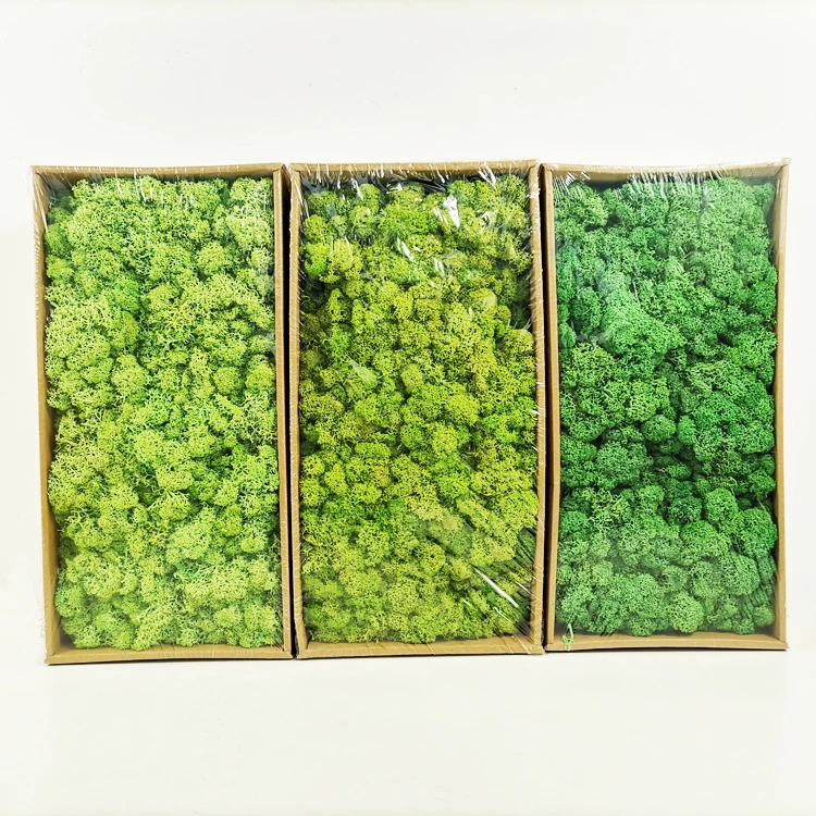 Wholesale Wall Decorative lichens Moss Stabilized Preserved Moss