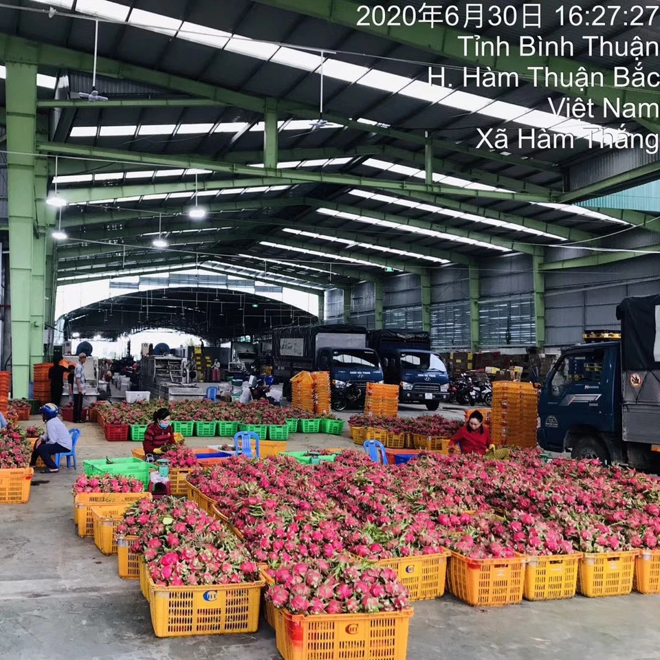 
High quality-fresh sweet dragon fruit from Viet Nam 