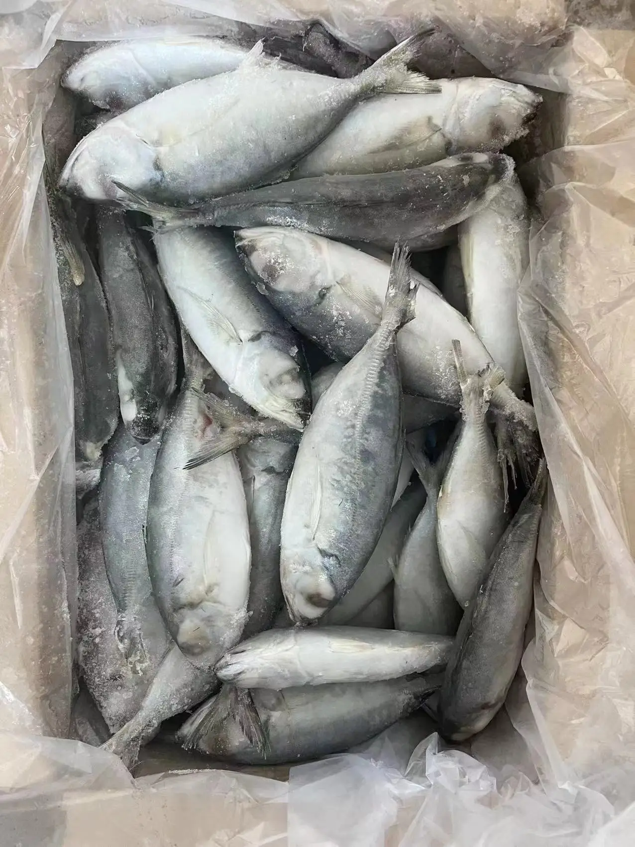 Top Selling Frozen BIG EYES SCAD Whole Round Competitive Price Origin in Vietnam