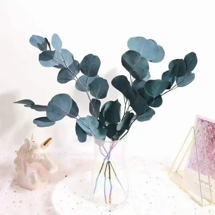 Real Fresh Eucalyptus Dried Preserved Eucalyptus Leaf Natural Plant Eucalyptus Leaves  for home wedding decoration