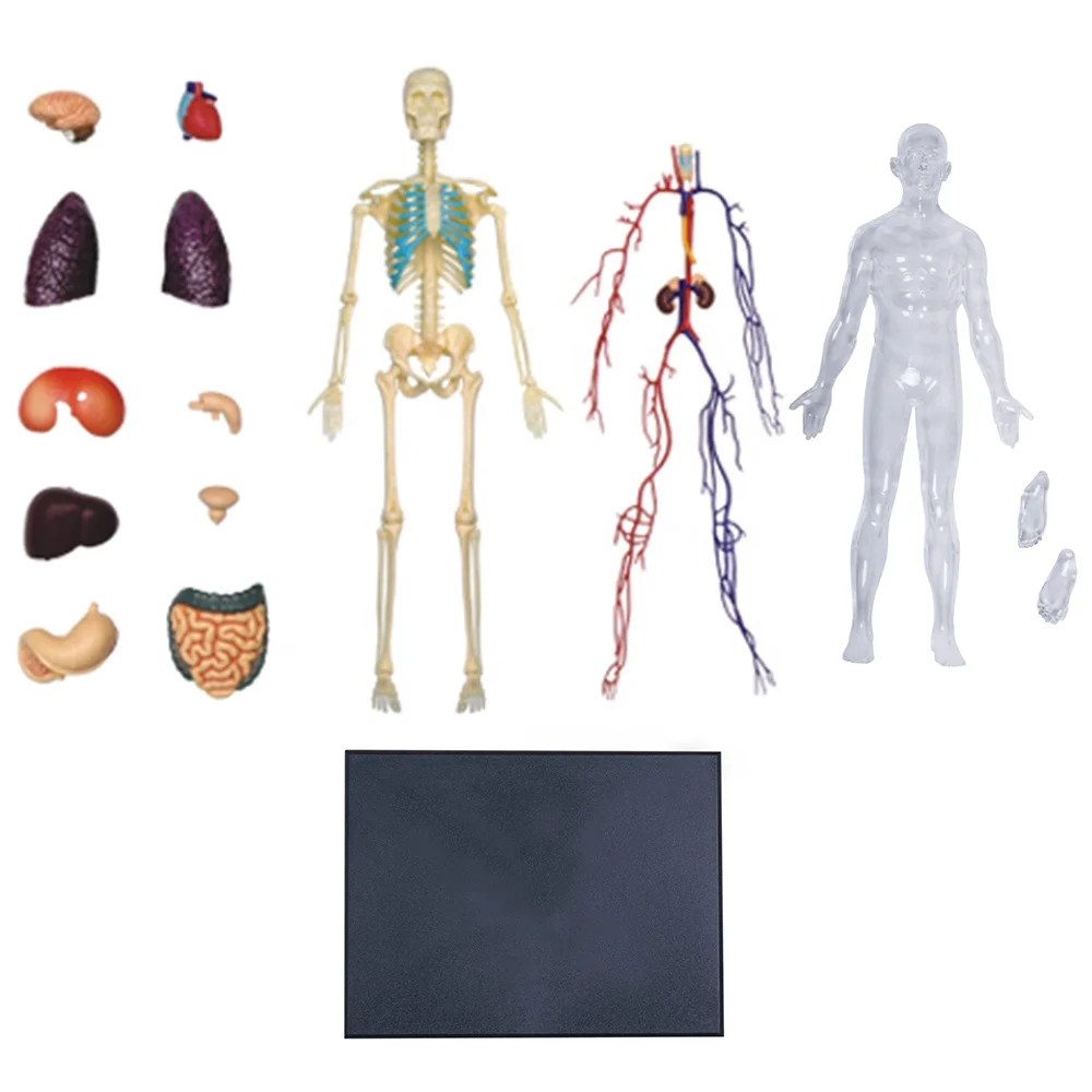 4D Master Educational STEM Biology Medical Figure 4D Human Transparent Human Body Nature Teaching Learning Science Skeleton PVC