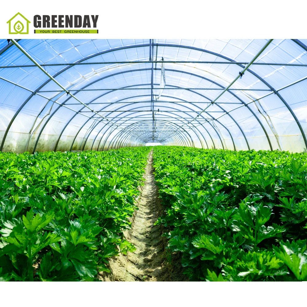 
GREENDAY Low cost galvanized steel pipe used greenhouse polytunnel greenhouse for plant growth 