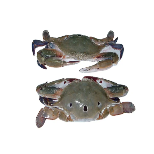 seafood cut frozen ghost crab fat Frozen Crab raw material block in stock