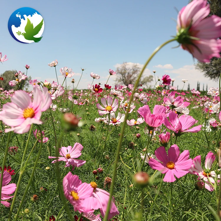 Family Flowers bulbs seed Perennial Coreopsis Public Park Cosmos flower plants seeds for garden