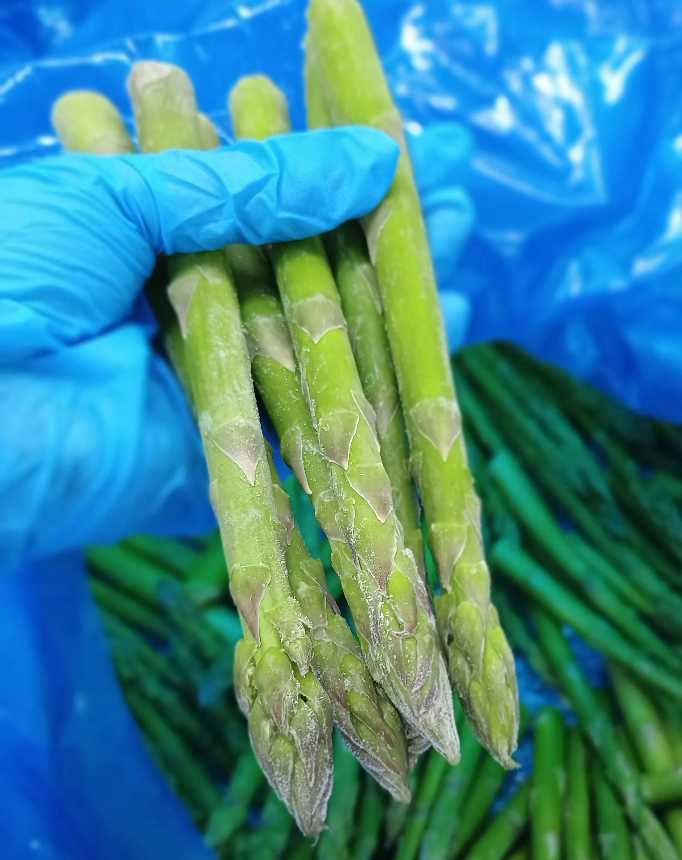 China High Quality Fresh Vegetables Frozen Asparagus Price