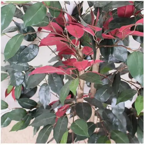 Plants Artificial Bamboo Plant Banyan Eco Friendly Environmental Protection Flower Gypsophila Flower Artificial