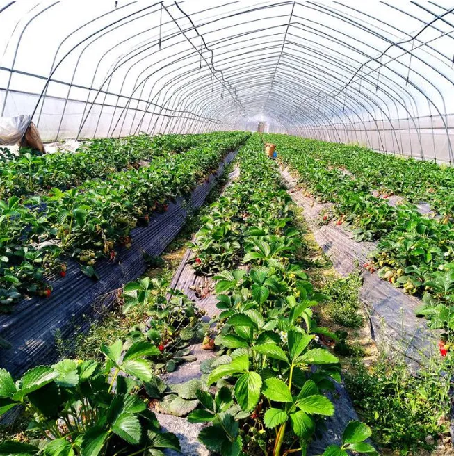 Tunnel green house manufacturers automated greenhouses suppliers turnkey from china greenhouses kit