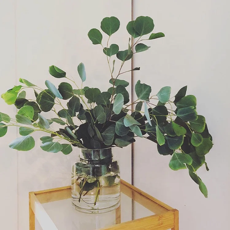 
wholesale indoor ornamental natural plant Eucalyptus robusta 