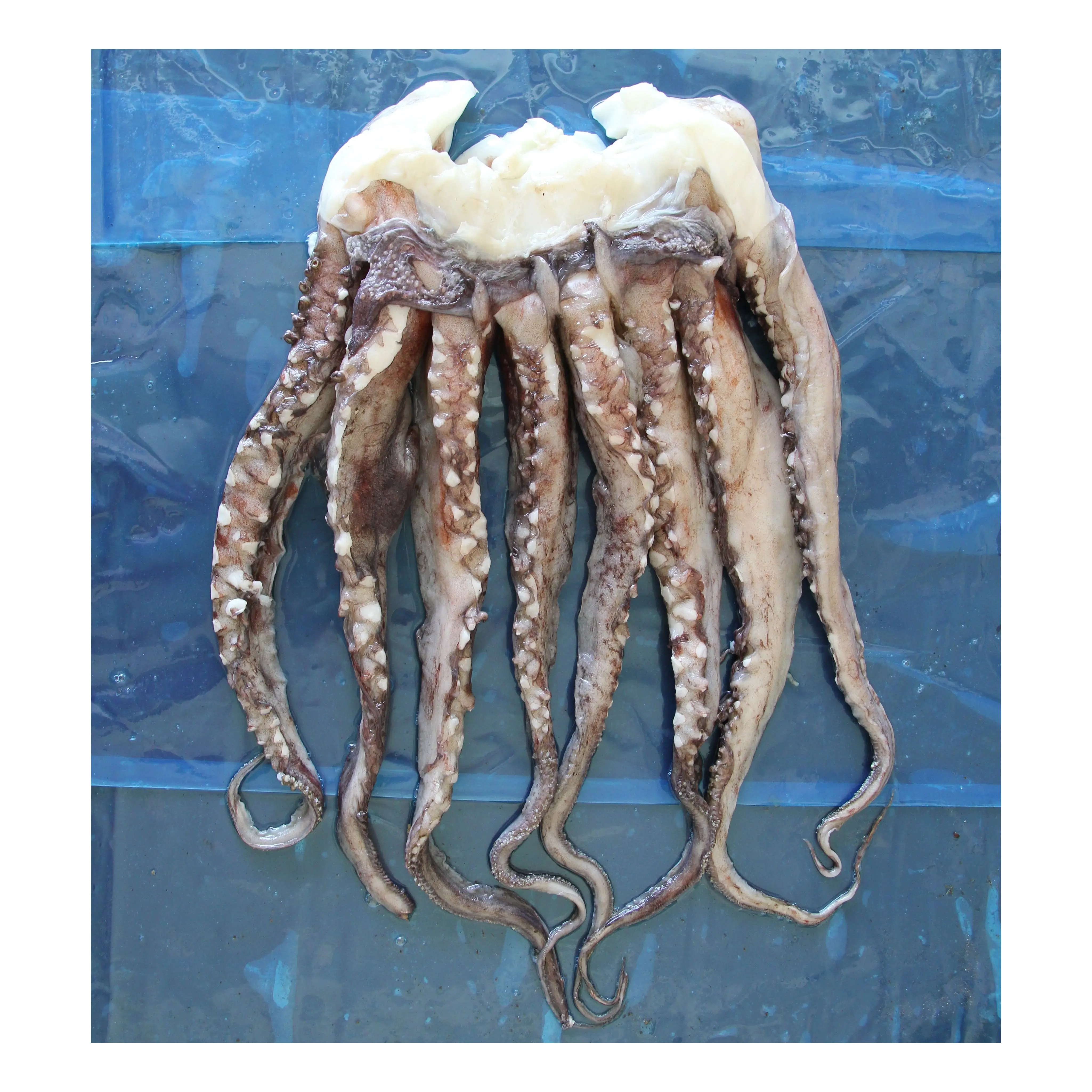 M12 High quality squid head frozen squid tentacle