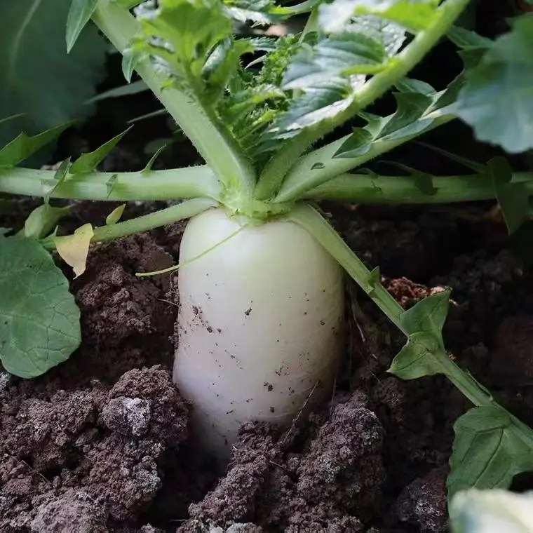 Оптовая продажа, Натуральный Свежий редис, горячая Распродажа, китайский свежий большой и длинный белый редис