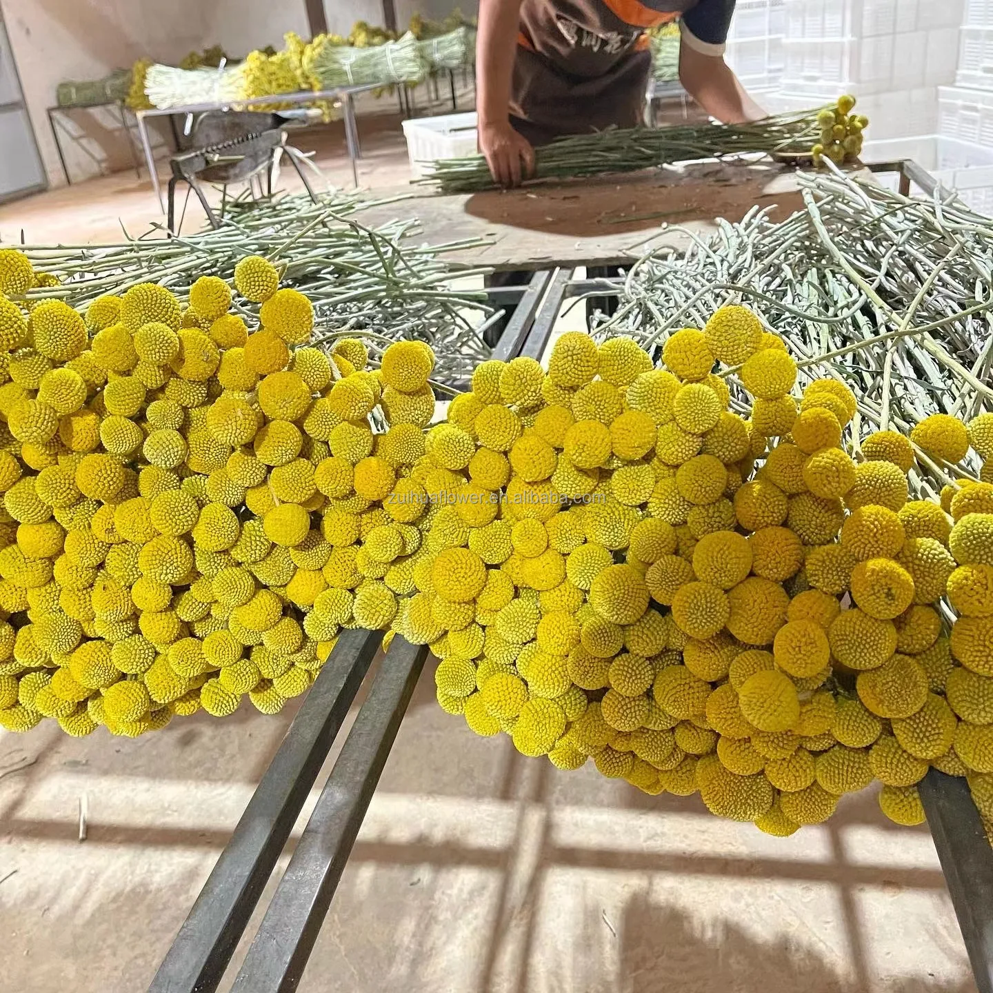 Most Popular DRIED NATURAL Craspedia Golden Balls Billy Golden Balls For Wedding Decoration