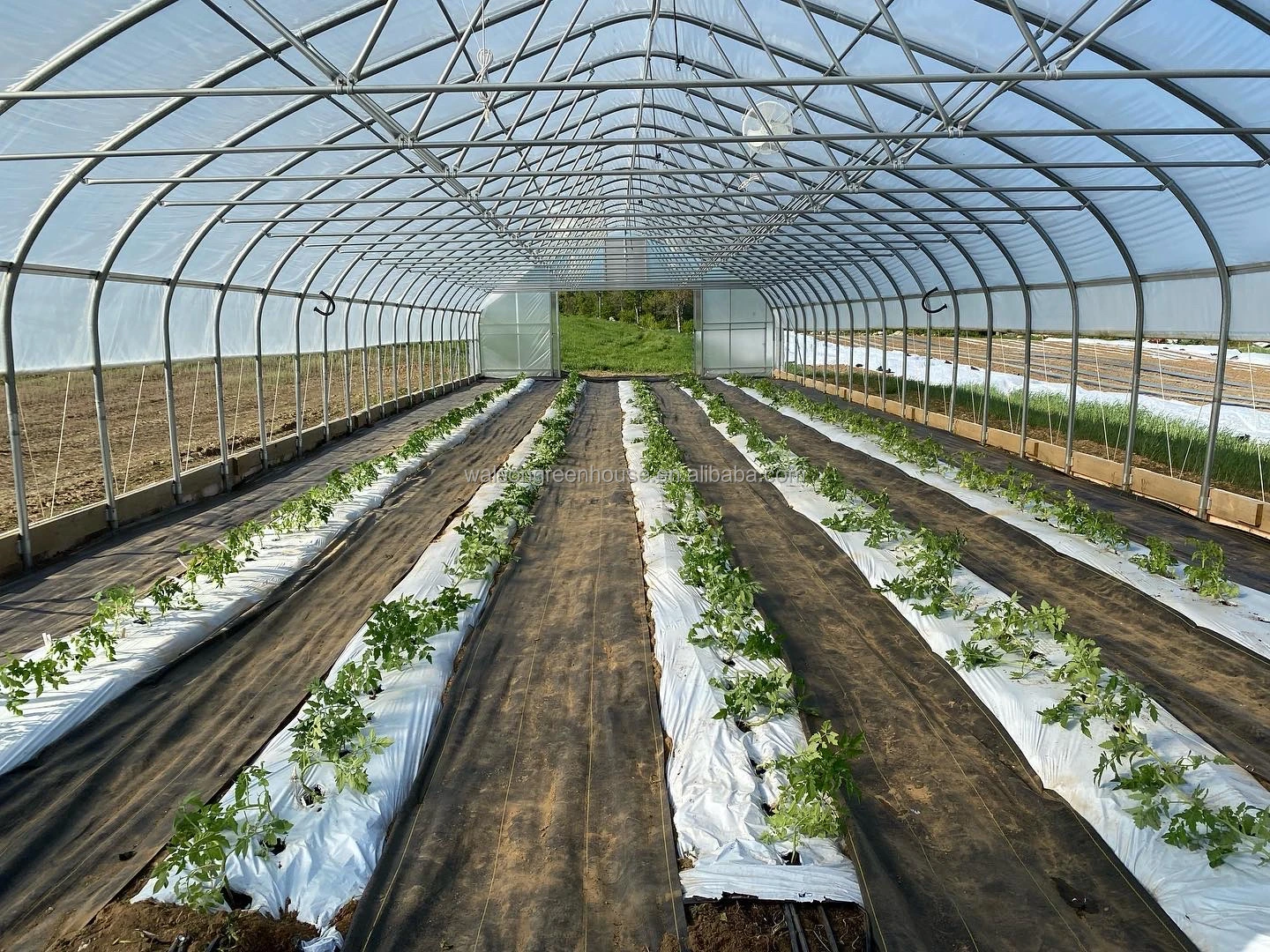 Economic tunnel tomato greenhouse with shading net film green house