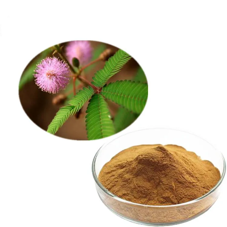 Factory supply organic Mimosa Pudica root Extract Powder