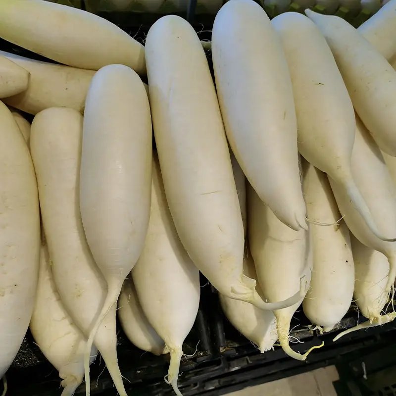 Fresh White Radish export from China green/white fresh radish wholesale vegetables