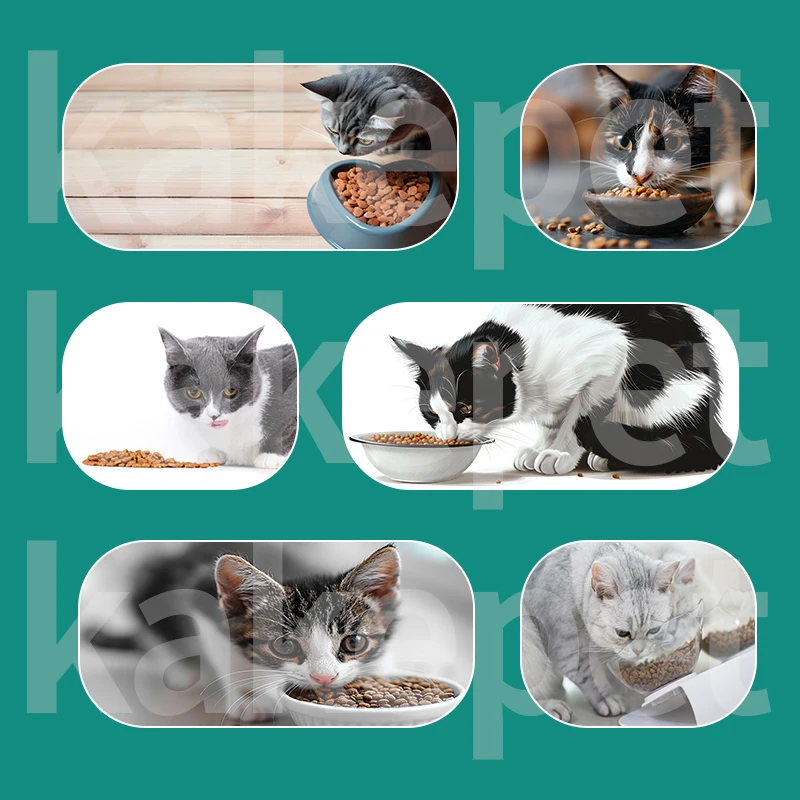 Chinese Manufacturer Sells Chicken Favor Cat Treats Pet Food Wholesale Factory Animal Cat Food 5 Kg