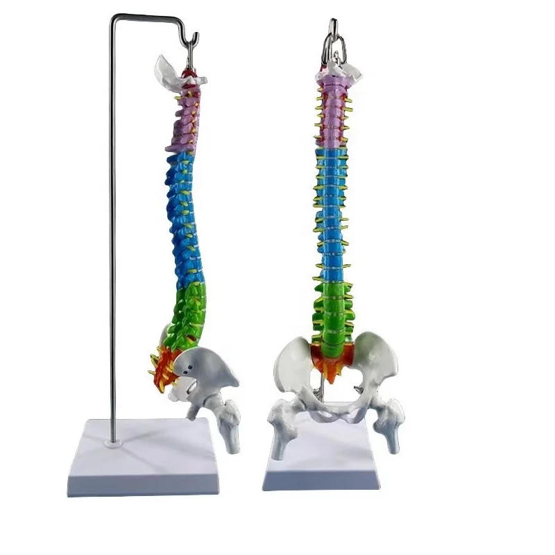 medical science Vertebral column spine with pelvis model human plastic spine model life size skeleton human lumbar spine model