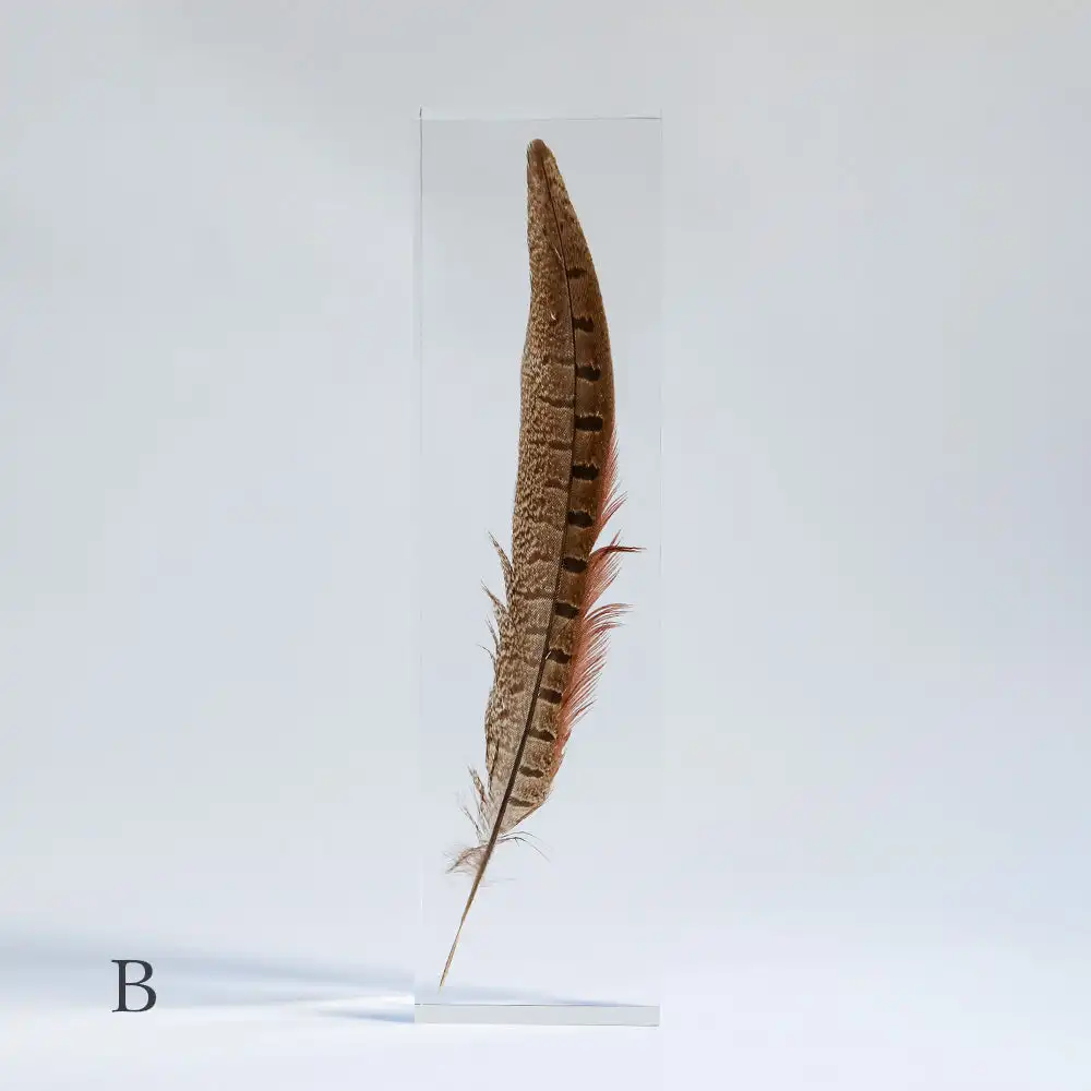 Acrylic Home Display Feather Embedded Specimens Crafts Block Lucite Pheasant Feather Specimen Paperweights