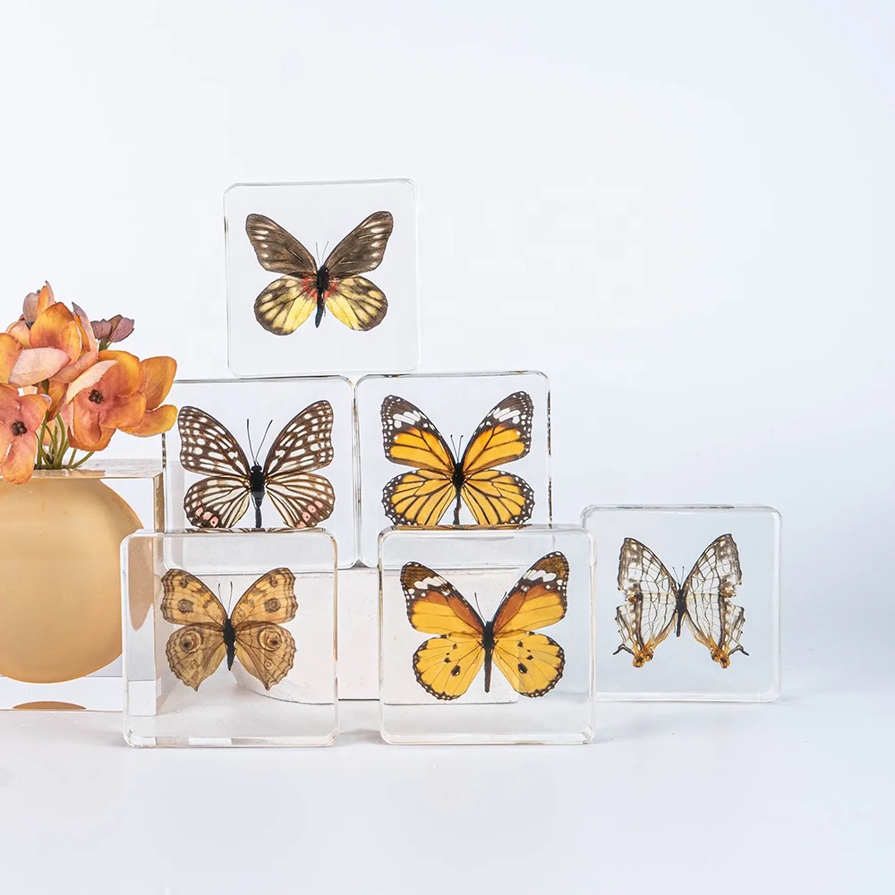 Best Sale 2024 Real Butterfly Taxidermy Resin Specimen Dried Insect Embedded crystal acrylic Resin Specimens resin insects
