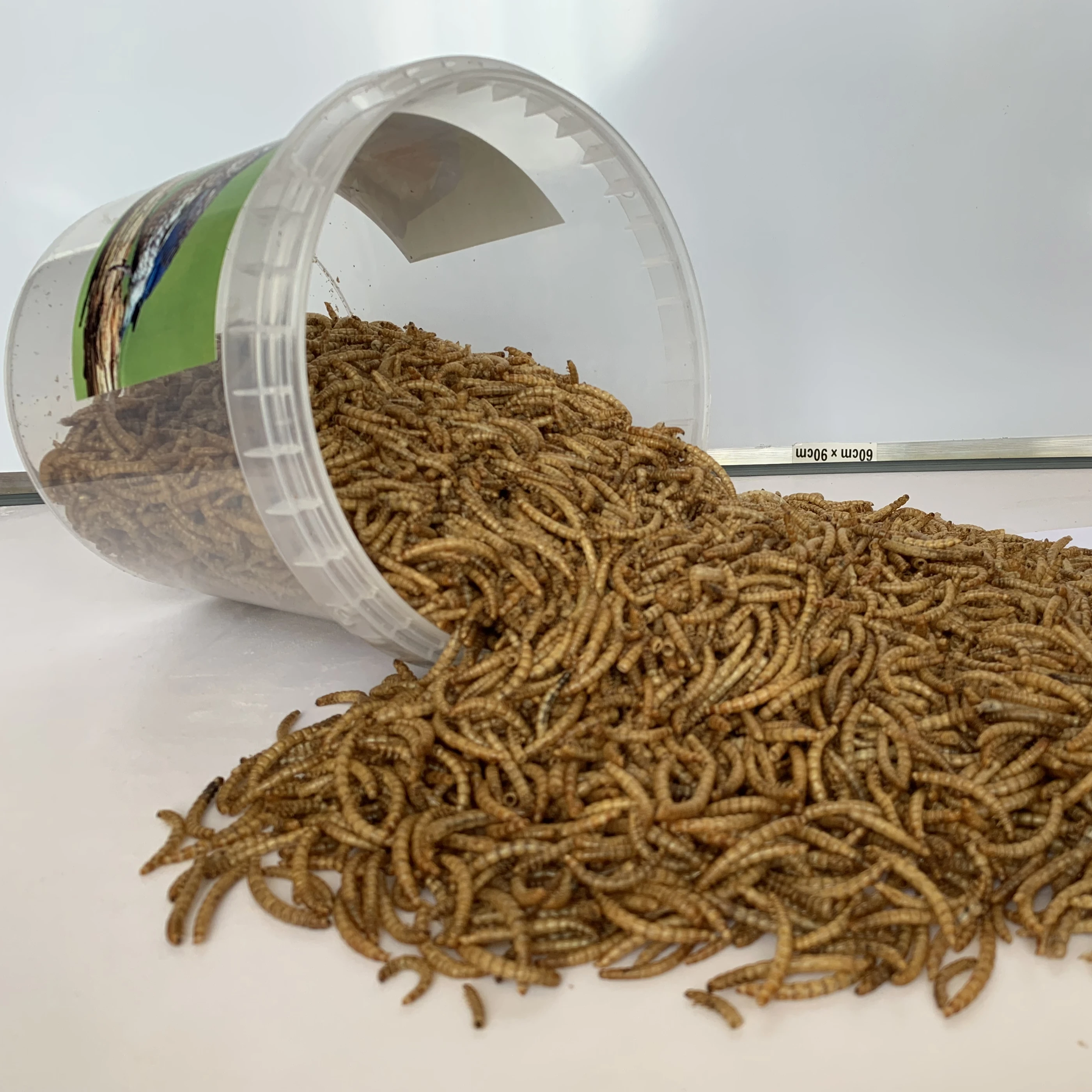 
Dry yellow mealwoms as food for birds canary 