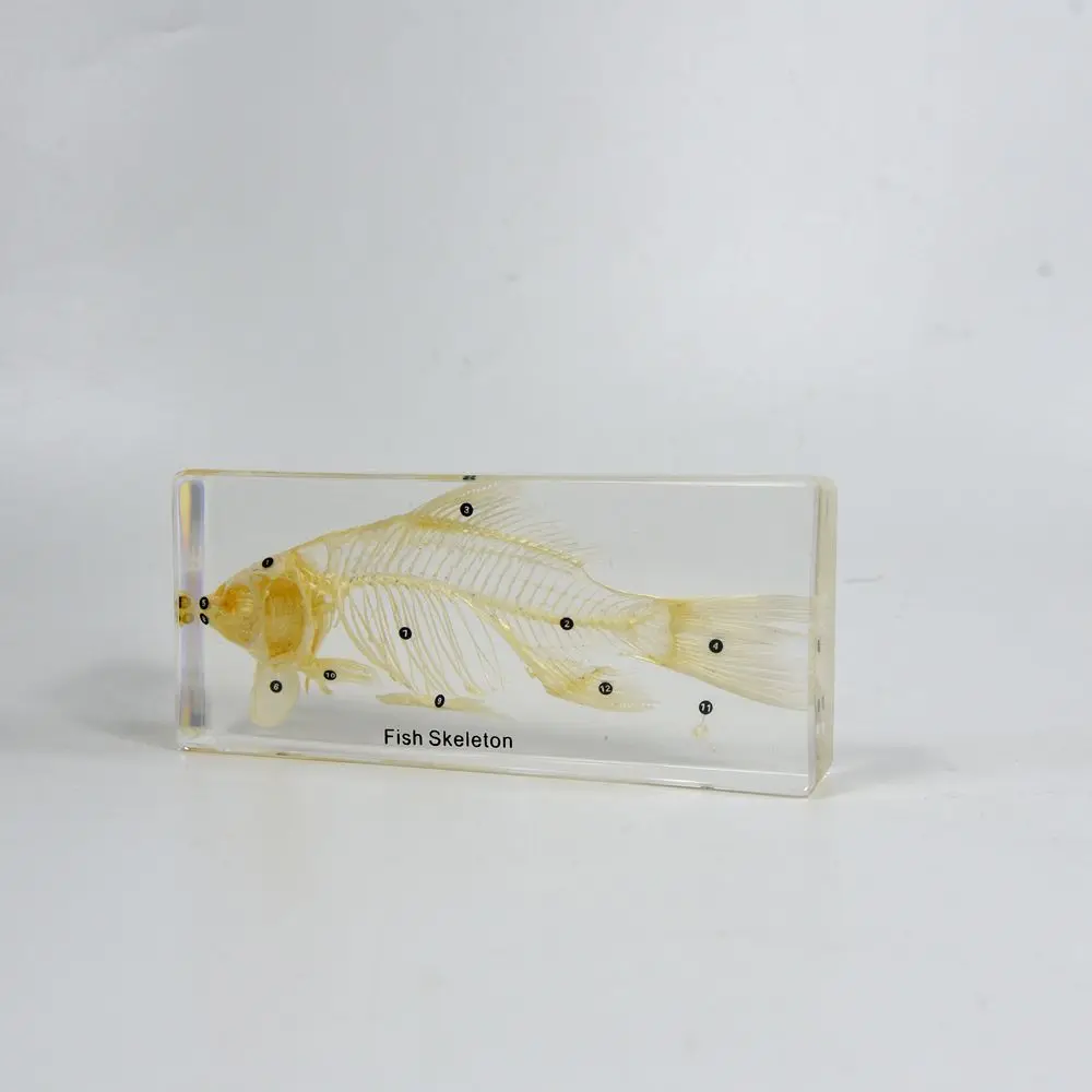 Real Animal Skeleton Education Model Fish Skeleton Resin Specimen Paperweight Teaching Resource for School Supplies